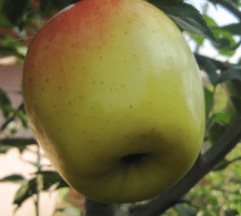 نهال سیب لبنانی زرد