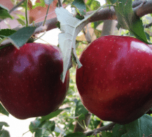 سیب گالا فرانسه