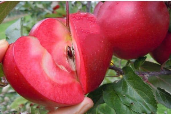 نهال سیب تو سرخ